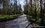 Der Birkenweg mit den frisch gepflanzten Birken