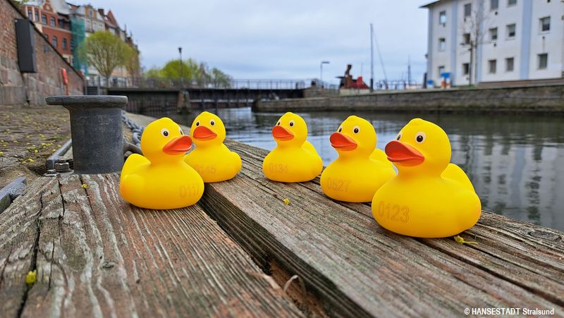 Entenrennen_Hafentage Stralsund