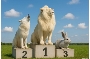 Die KI ahnt schon, wer die ZoOlympiade gewinnt