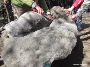 Pommernschaf_wird_geschoren