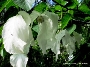 Taschentuchbaum in voller Blüte