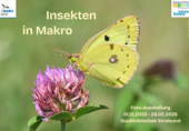 Insekten in Makro